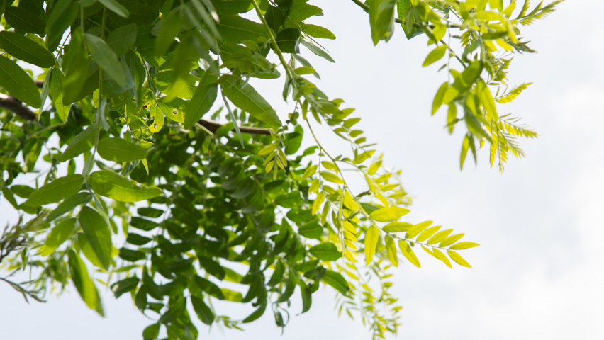 Gleditsia triacanthos 'Street Keeper' liście
