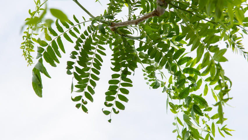 Gleditsia triacanthos 'Street Keeper' liście