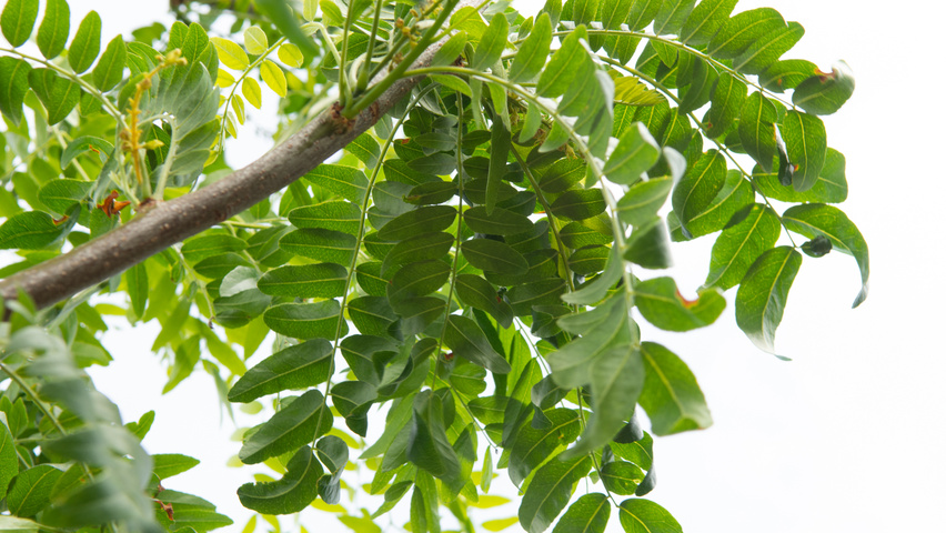 Gleditsia triacanthos 'Street Keeper' liście