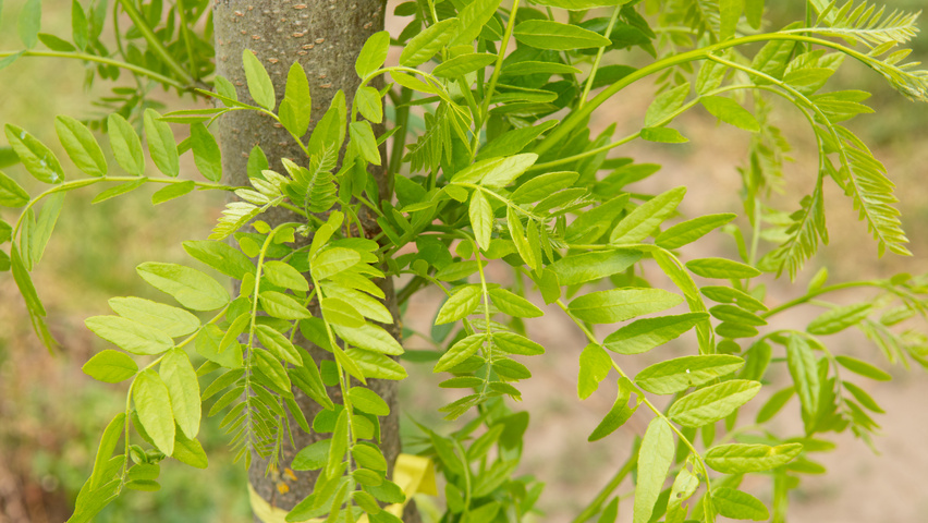 Gleditsia triacanthos 'Street Keeper' liście
