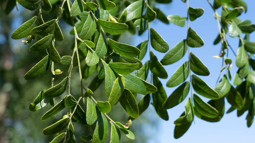 Gleditsia triacanthos 'Street Keeper' liście