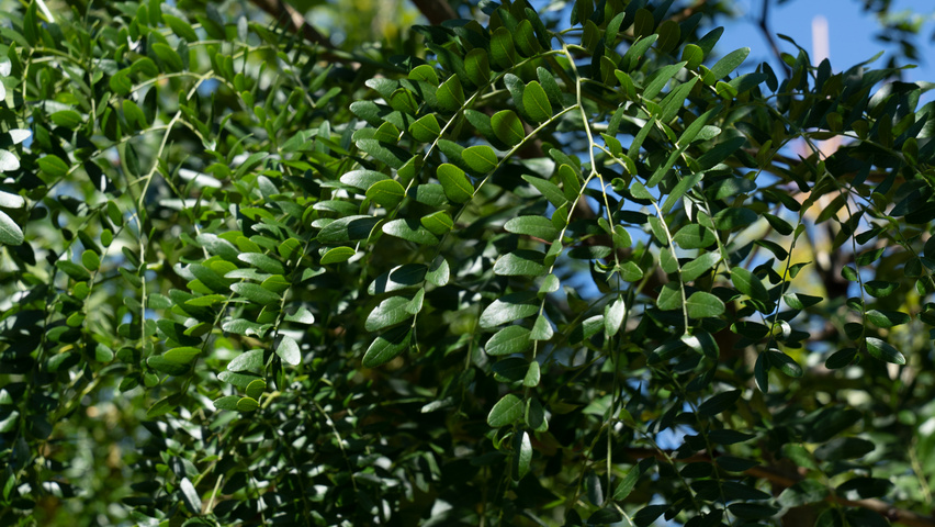 Gleditsia triacanthos 'Street Keeper' liście