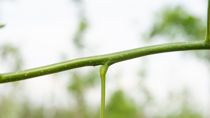 Gleditsia triacanthos 'Street Keeper' pędy