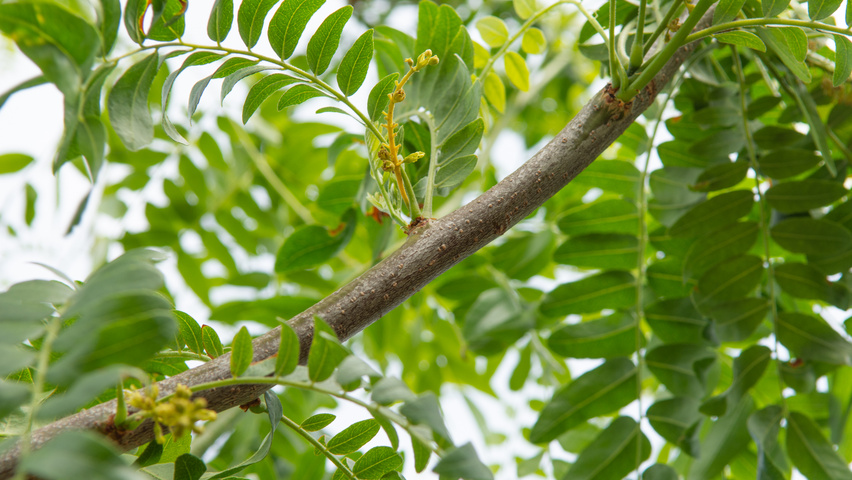 Gleditsia triacanthos 'Street Keeper' pędy
