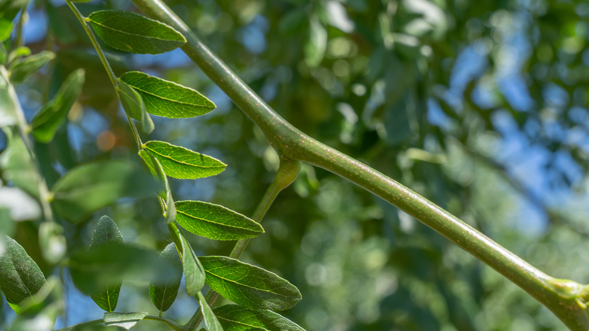 Gleditsia triacanthos 'Street Keeper' pędy