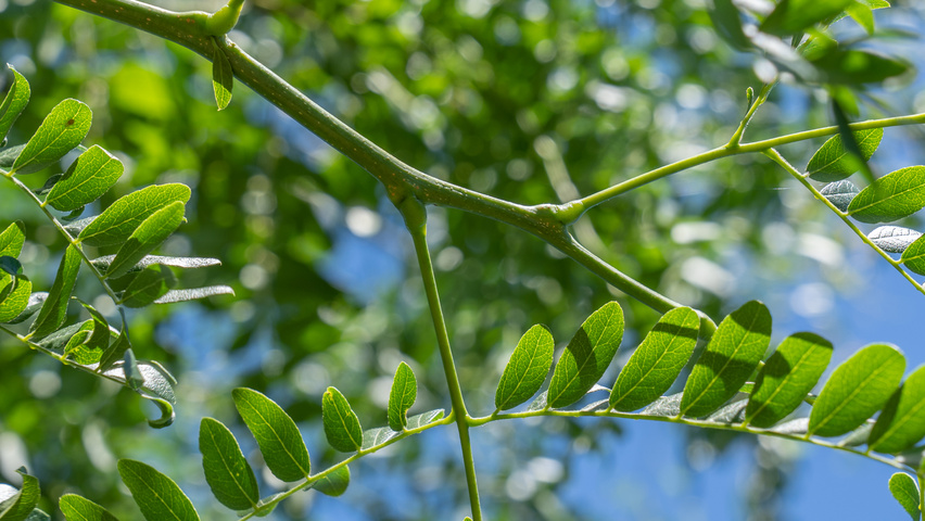 Gleditsia triacanthos 'Street Keeper' pędy