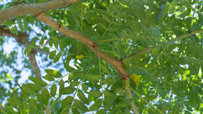 Gleditsia triacanthos 'Street Keeper' pędy