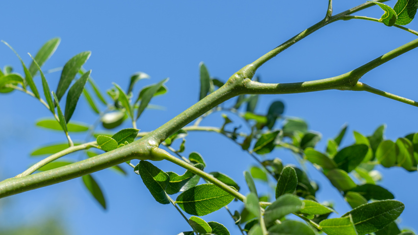 Gleditsia triacanthos 'Street Keeper' pędy
