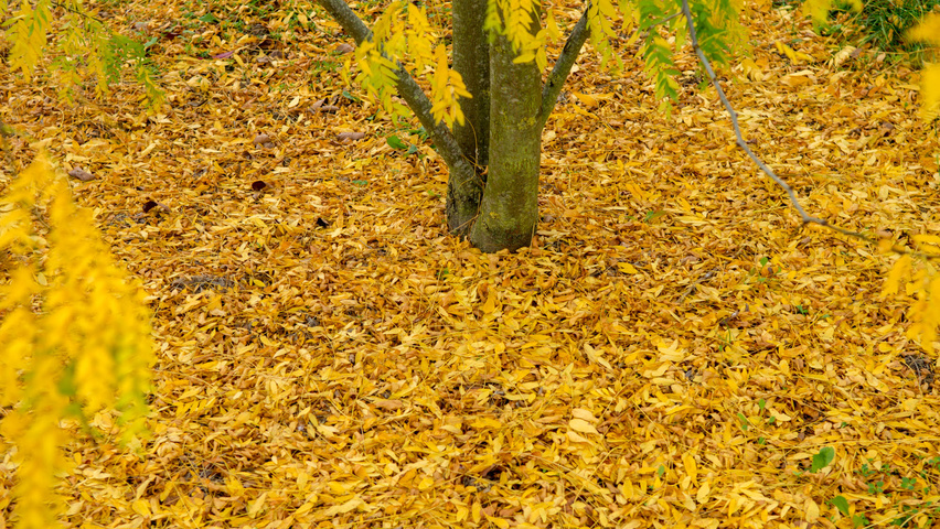 Gleditsia triacanthos 'Sunburst' Herbstblatt