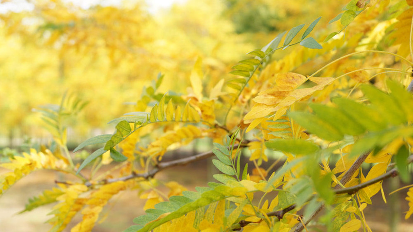 Gleditsia triacanthos 'Sunburst' Herbstblatt