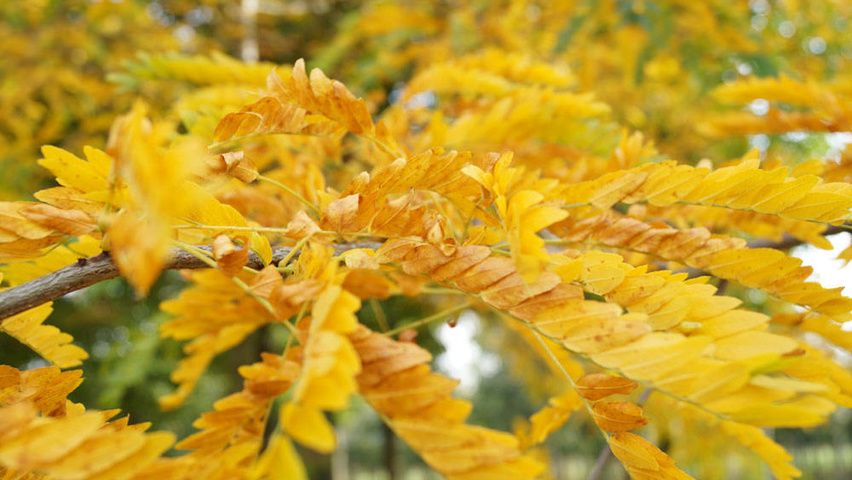 Gleditsia triacanthos 'Sunburst' Herbstblatt
