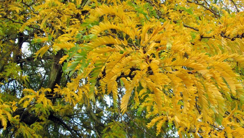Gleditsia triacanthos 'Sunburst' Herbstblatt