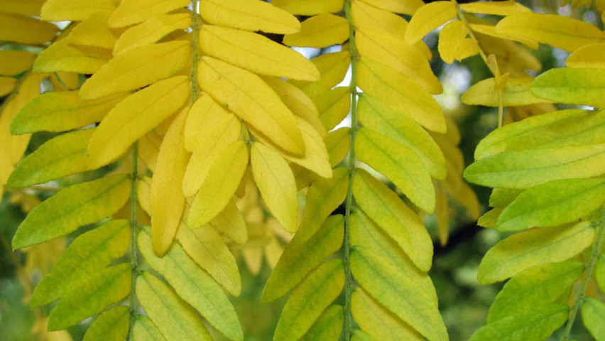 Gleditsia triacanthos 'Sunburst' Herbstblatt