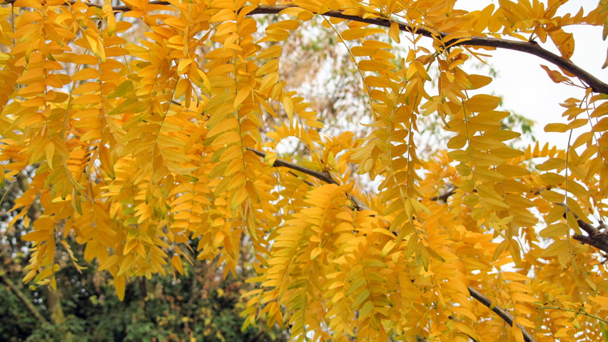 Gleditsia triacanthos 'Sunburst' Herbstblatt