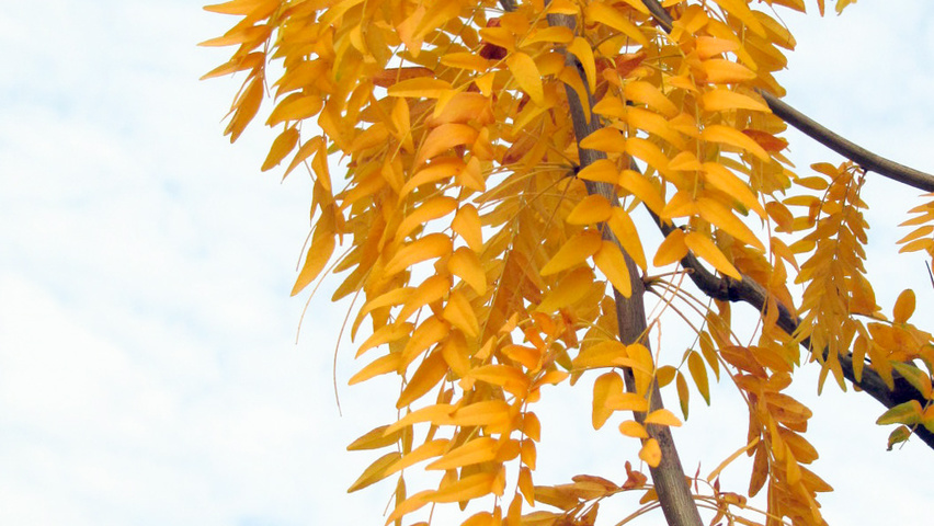 Gleditsia triacanthos 'Sunburst' Herbstblatt
