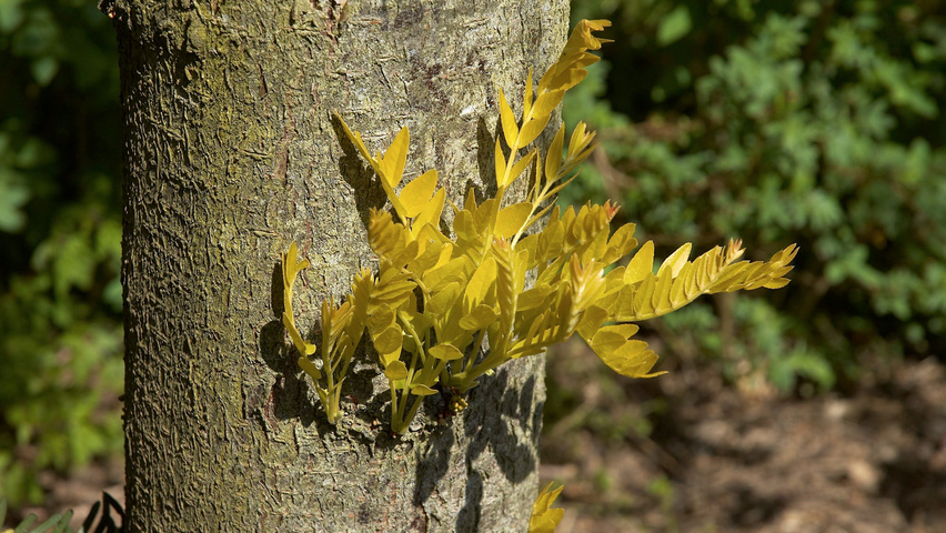 Gleditsia triacanthos 'Sunburst' Rinden