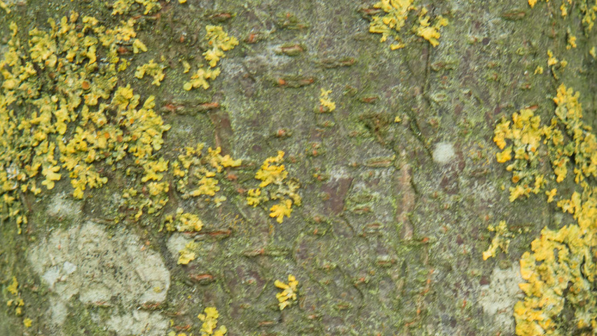 Gleditsia triacanthos 'Sunburst' Rinden