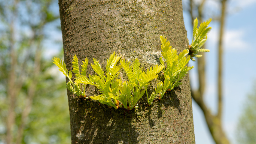 Gleditsia triacanthos 'Sunburst' Rinden