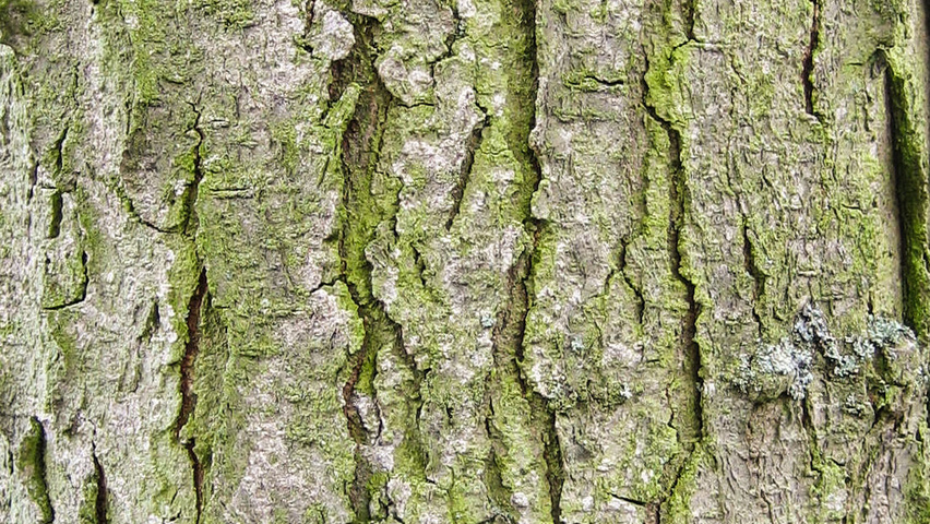 Gleditsia triacanthos 'Sunburst' Rinden