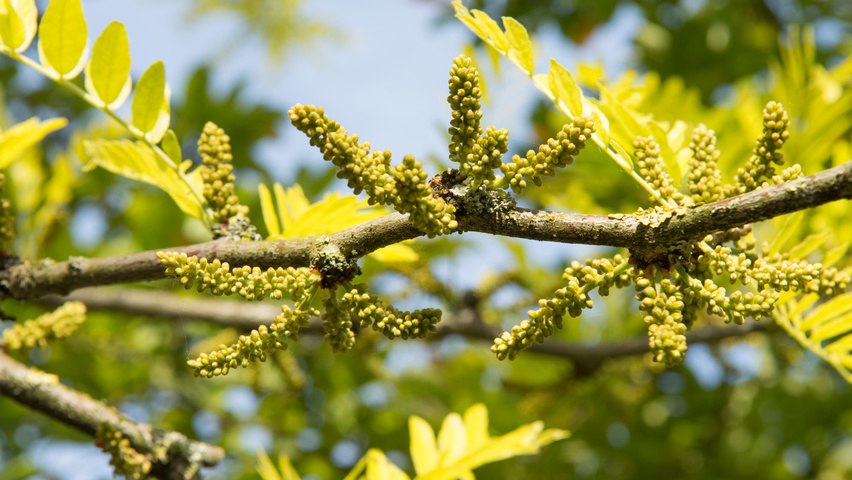 Gleditsia triacanthos 'Sunburst' Blumen