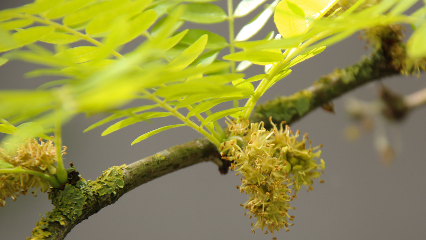 Gleditsia triacanthos 'Sunburst' Blumen