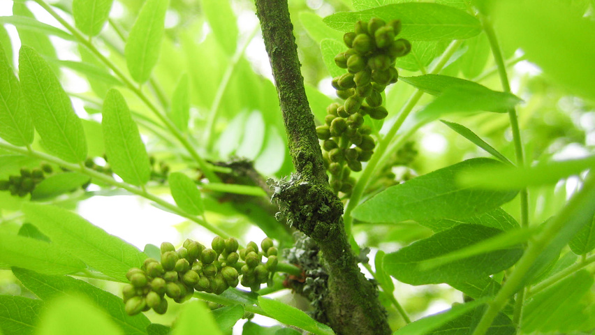 Gleditsia triacanthos 'Sunburst' Blumen