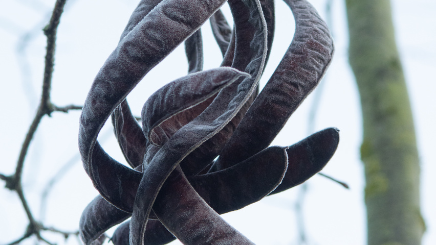 Gleditsia triacanthos 'Sunburst' Frucht