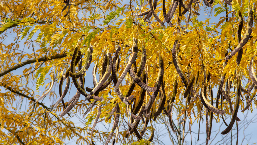 Gleditsia triacanthos 'Sunburst' Frucht