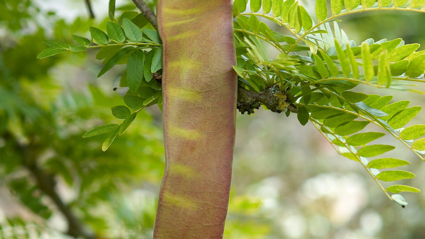 Gleditsia triacanthos 'Sunburst' Frucht