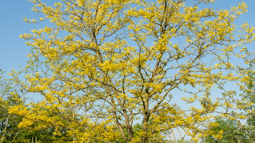 Gleditsia triacanthos 'Sunburst' halbstämmige