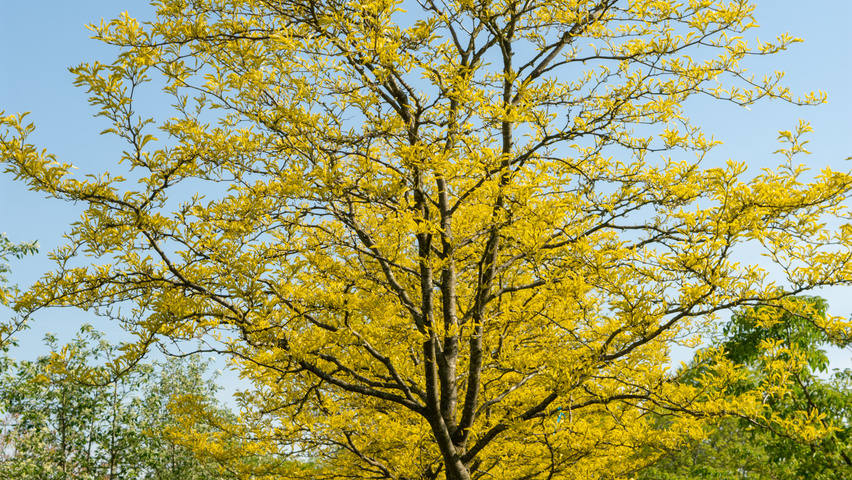 Gleditsia triacanthos 'Sunburst' halbstämmige