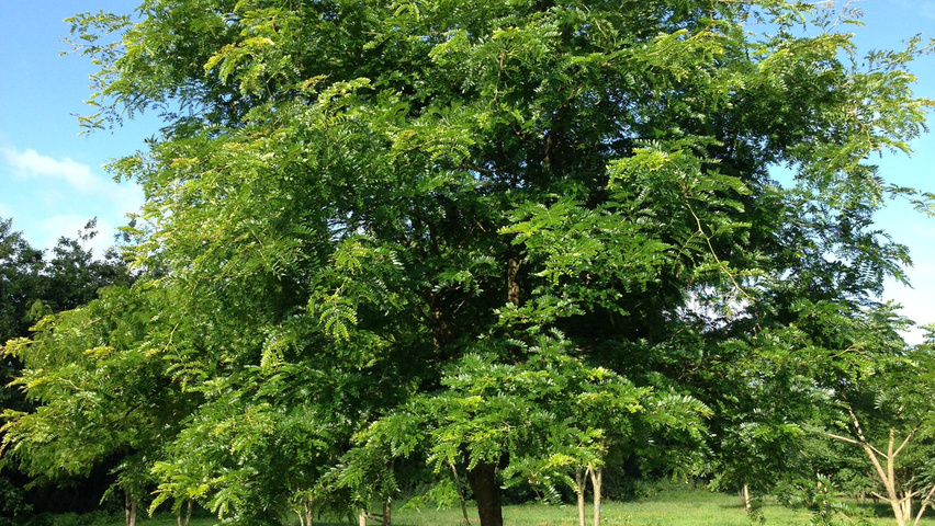 Gleditsia triacanthos 'Sunburst' halbstämmige