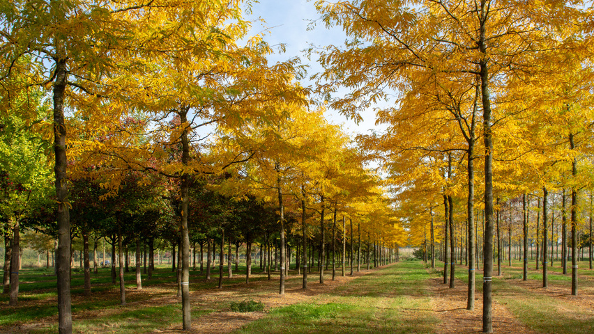 Gleditsia triacanthos 'Sunburst' hochstämmig