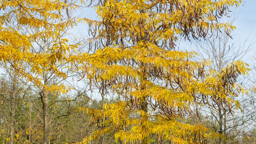 Gleditsia triacanthos 'Sunburst' hochstämmig