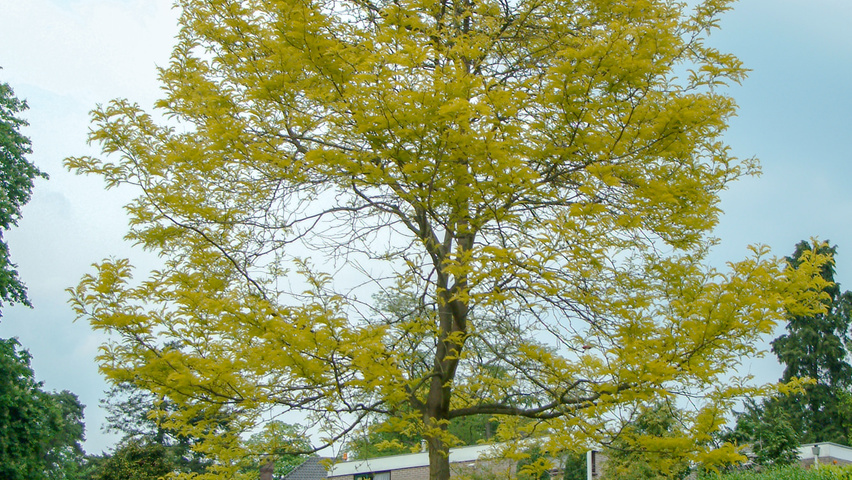 Gleditsia triacanthos 'Sunburst' hochstämmig