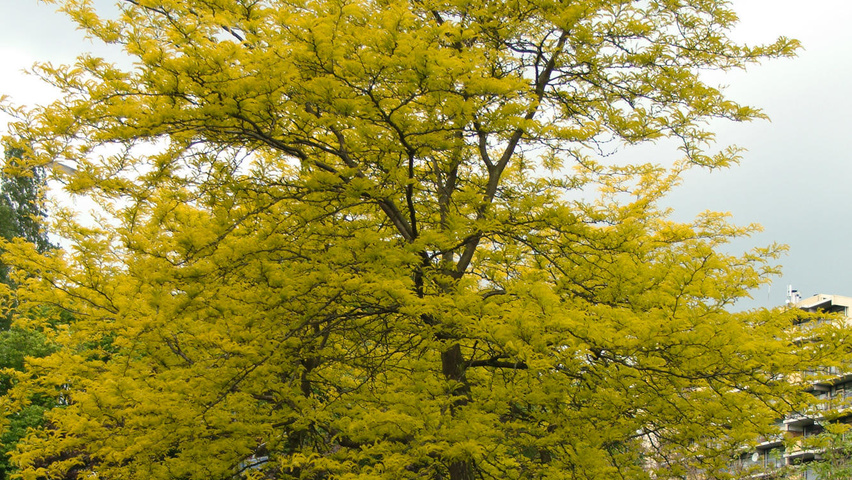 Gleditsia triacanthos 'Sunburst' hochstämmig
