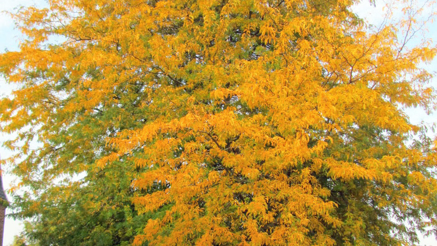 Gleditsia triacanthos 'Sunburst' hochstämmig