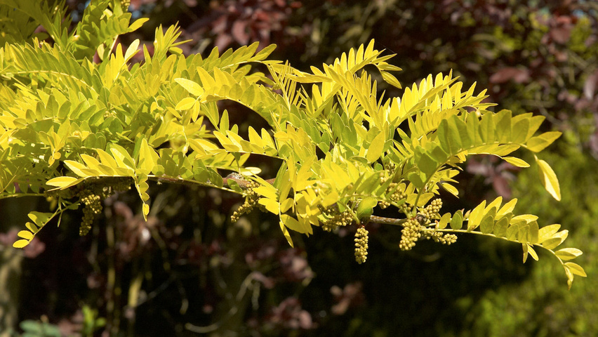 Gleditsia triacanthos 'Sunburst' Blatt