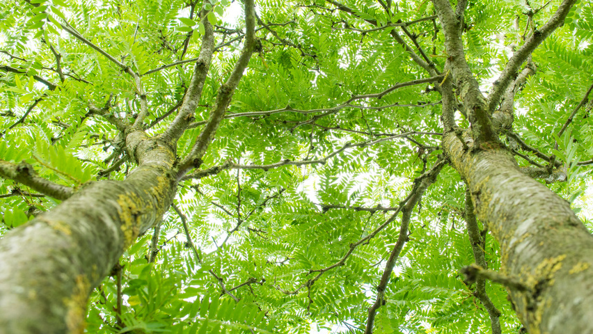 Gleditsia triacanthos 'Sunburst' Blatt