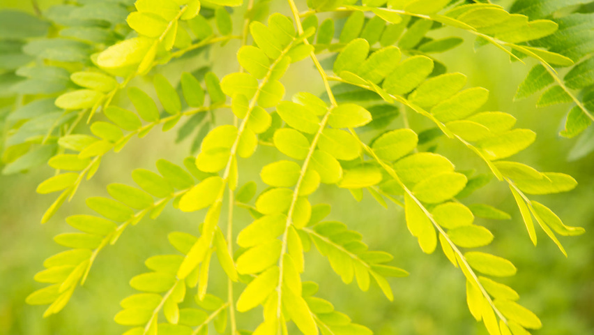 Gleditsia triacanthos 'Sunburst' Blatt