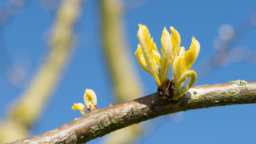 Gleditsia triacanthos 'Sunburst' Blatt