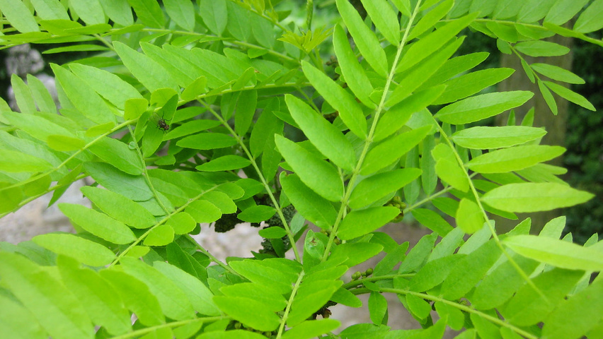 Gleditsia triacanthos 'Sunburst' Blatt