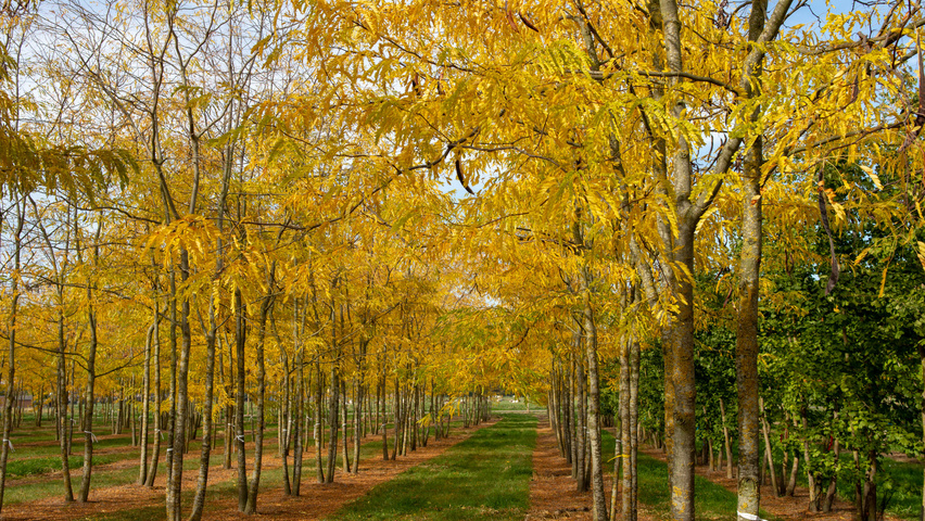 Gleditsia triacanthos 'Sunburst' mehrstämmige Schirmform