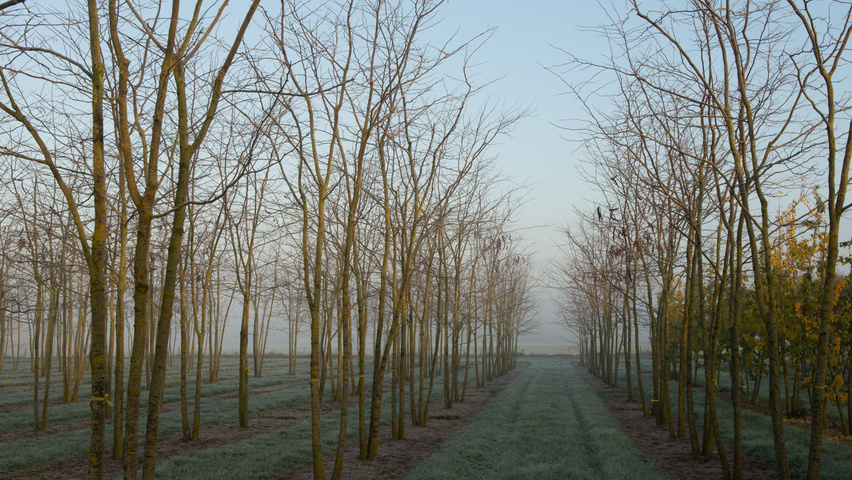 Gleditsia triacanthos 'Sunburst' mehrstämmige Schirmform
