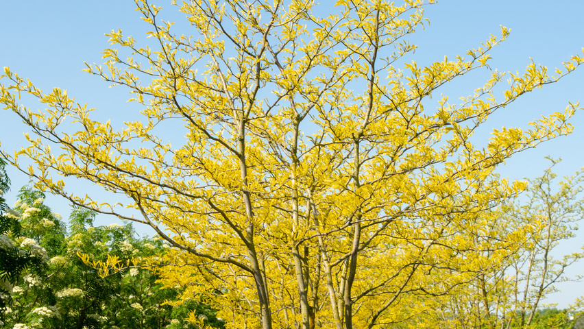 Gleditsia triacanthos 'Sunburst' mehrstämmige Schirmform