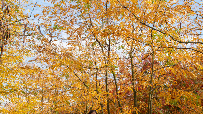 Gleditsia triacanthos 'Sunburst' mehrstämmige Schirmform