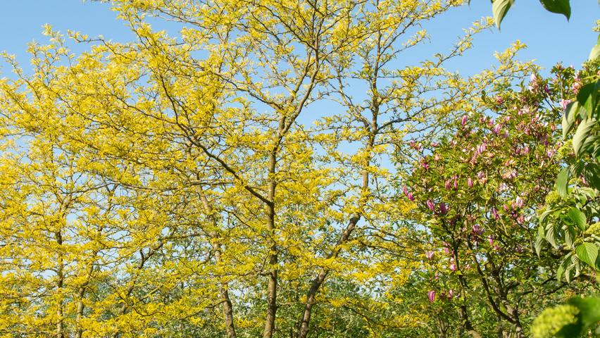 Gleditsia triacanthos 'Sunburst' mehrstämmige Schirmform