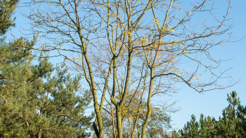 Gleditsia triacanthos 'Sunburst' mehrstämmige Schirmform