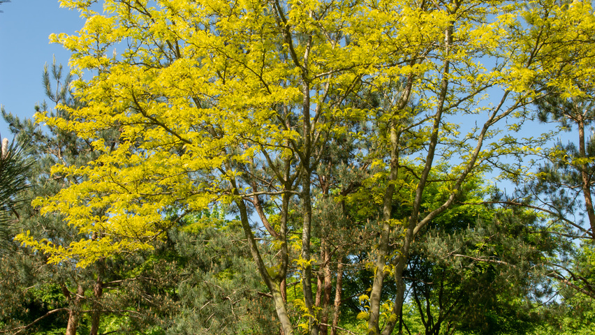 Gleditsia triacanthos 'Sunburst' mehrstämmige Schirmform