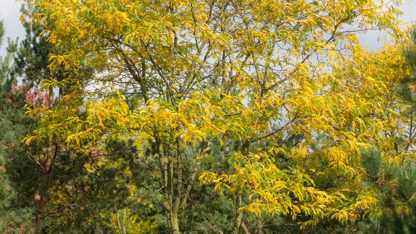 Gleditsia triacanthos 'Sunburst' mehrstämmige Schirmform